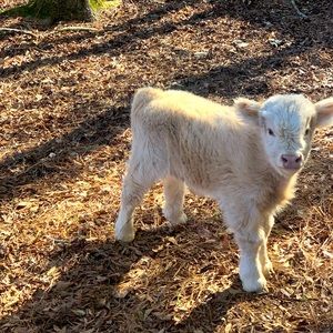 Meet your Posher, Cassandra